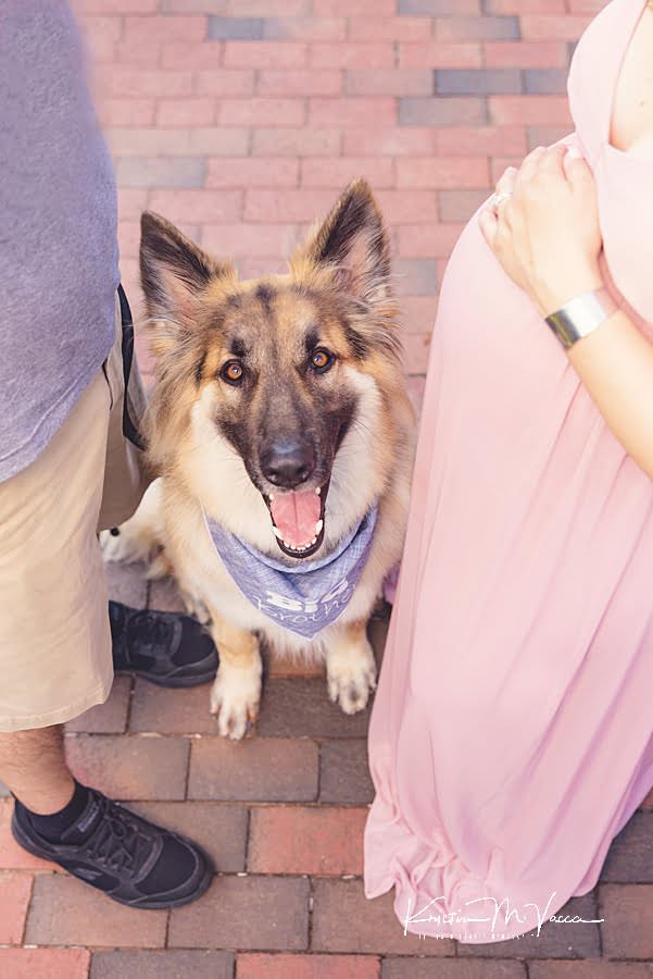 German shepard dog looking up at his parents during their family and dog maternity photos
